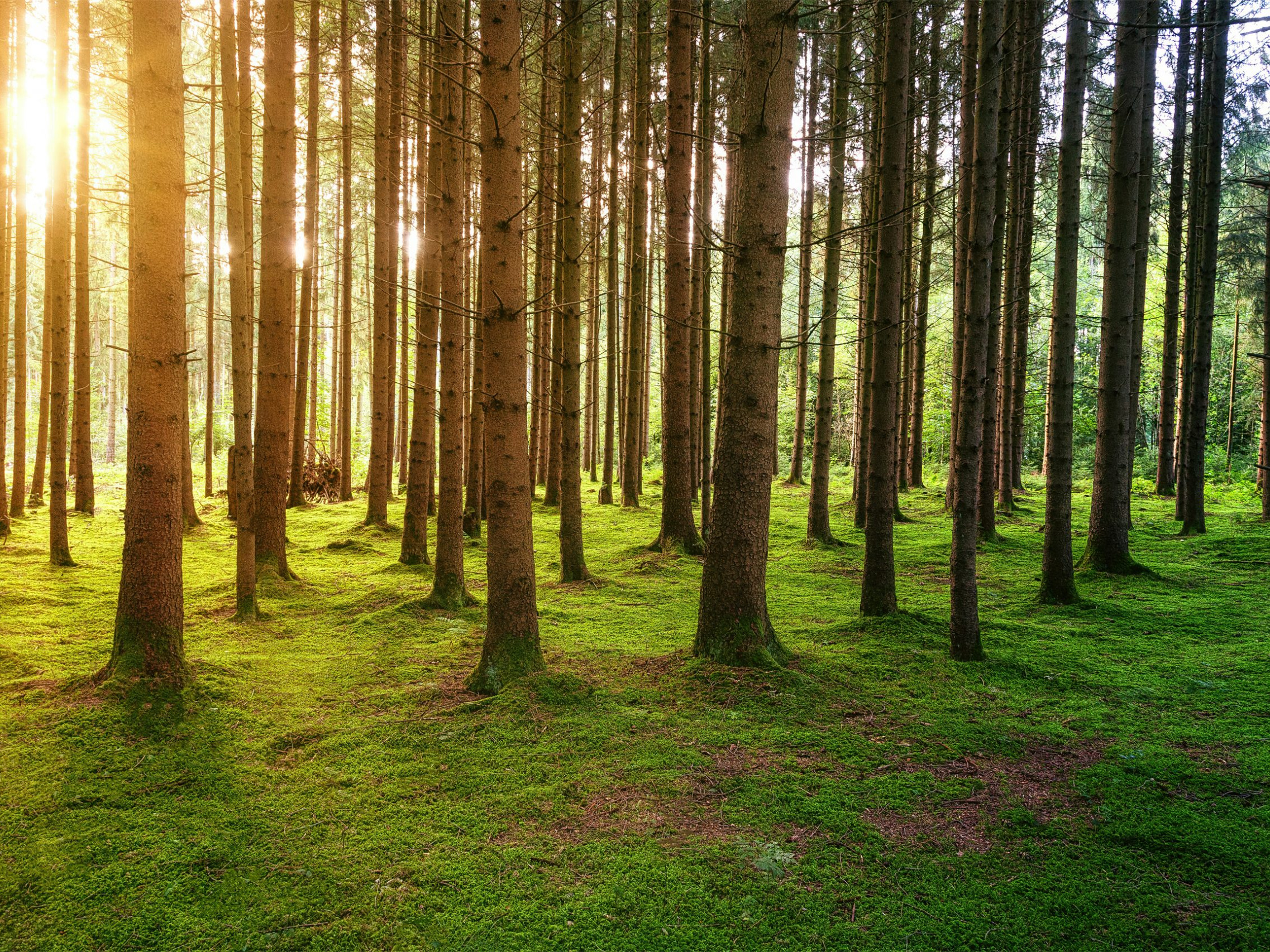Waldboden mit Bäumen